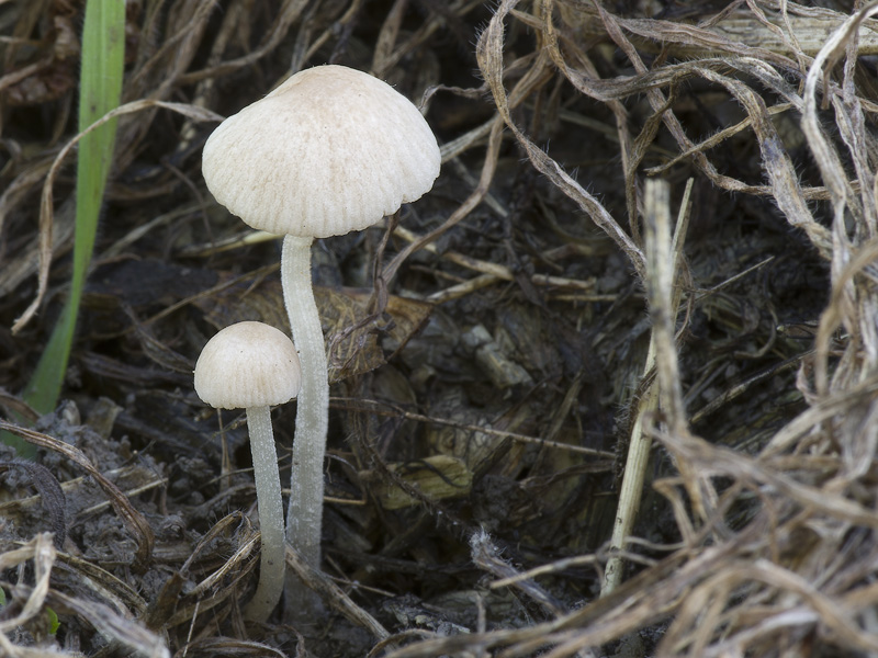 Conocybe bispora